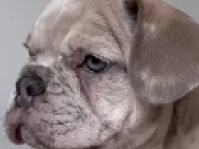 French Bulldog