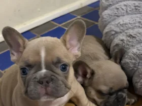 French Bulldog