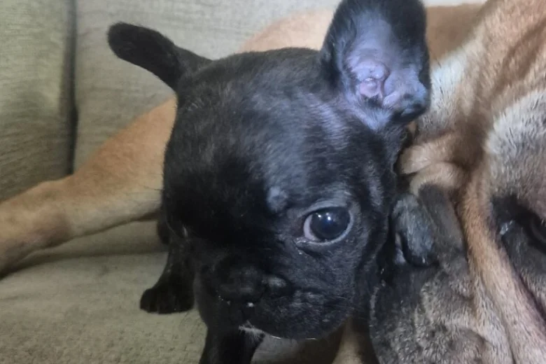 French Bulldog