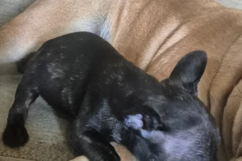 French Bulldog