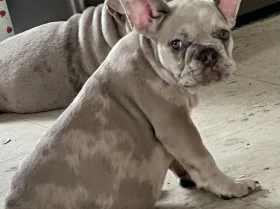 French Bulldog