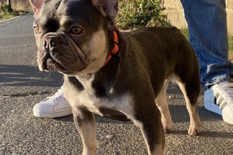 French Bulldog