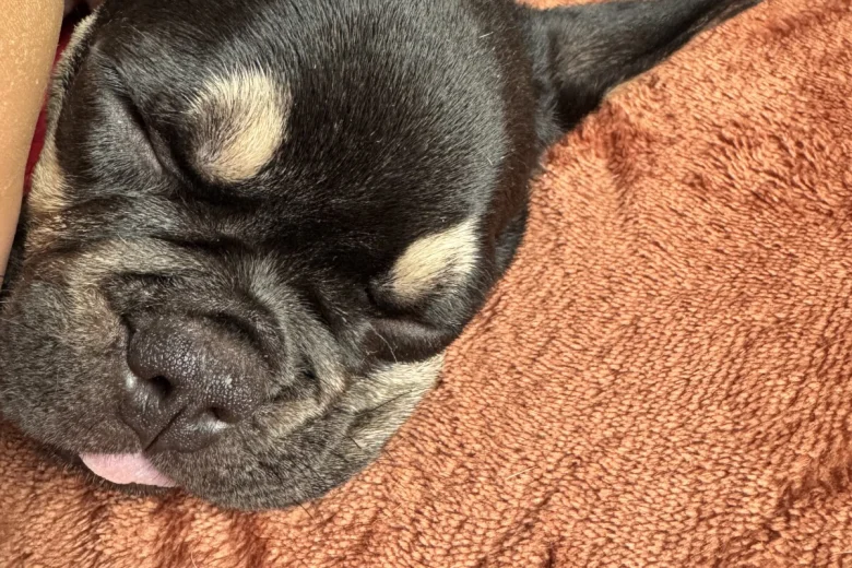 French Bulldog