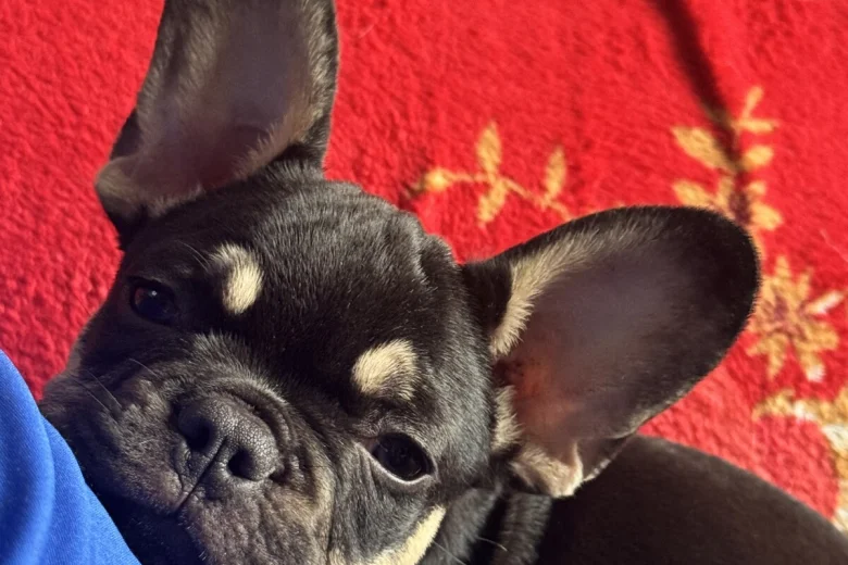 French Bulldog