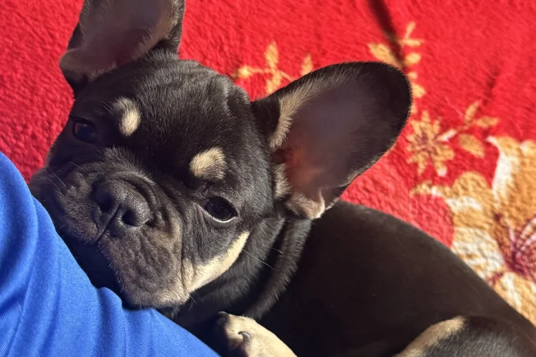 French Bulldog
