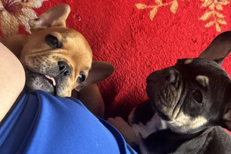 French Bulldog