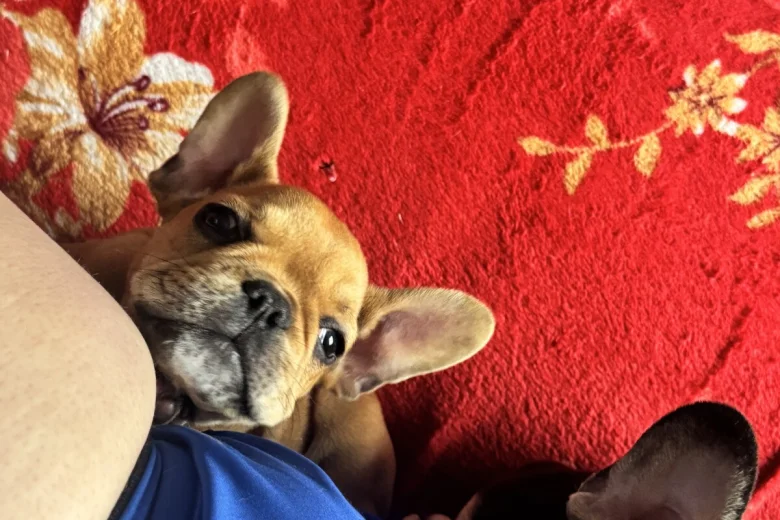 French Bulldog