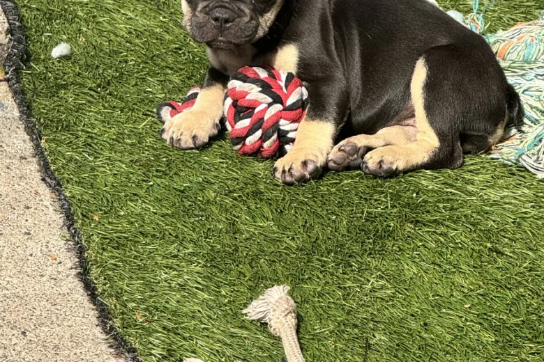 French Bulldog