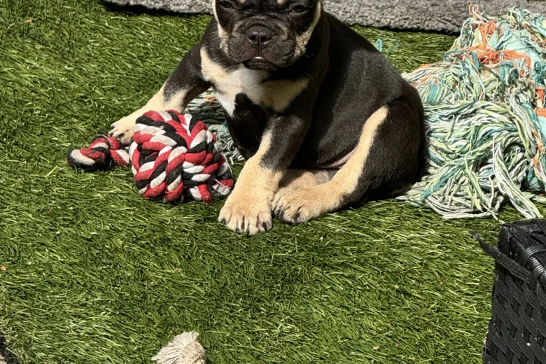 French Bulldog