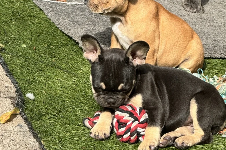 French Bulldog