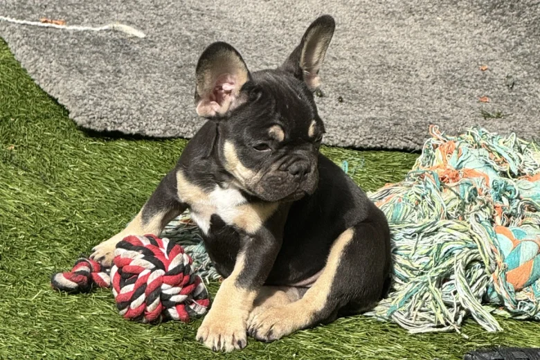 French Bulldog