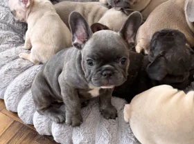 French Bulldog