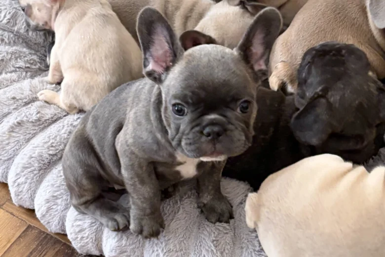 French Bulldog