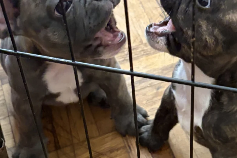 French Bulldog