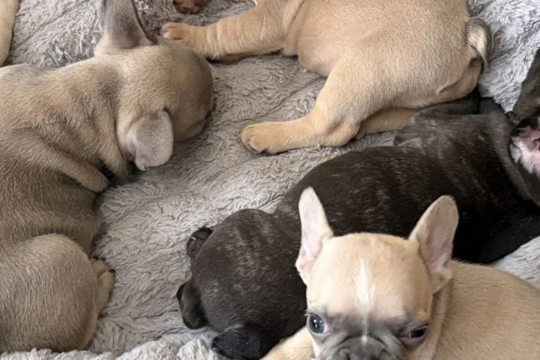 French Bulldog