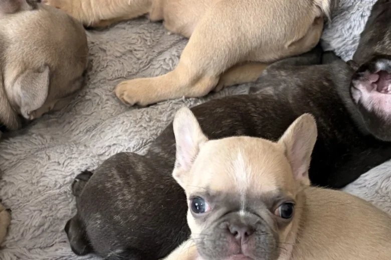 French Bulldog