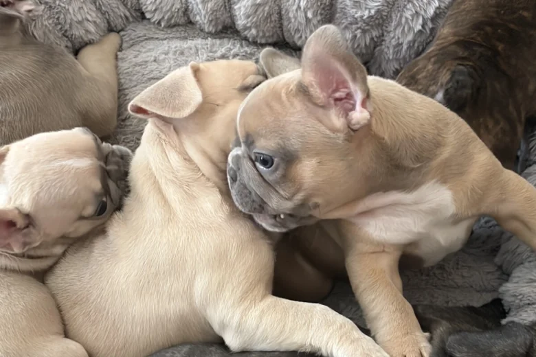 French Bulldog