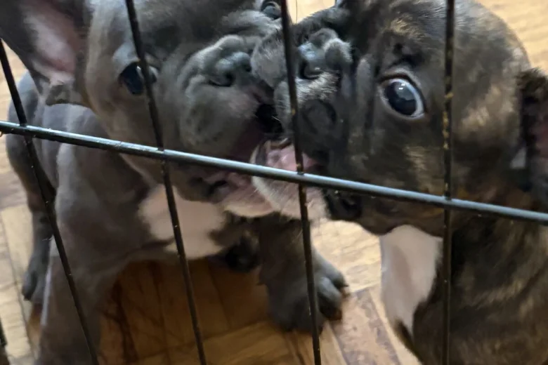 French Bulldog