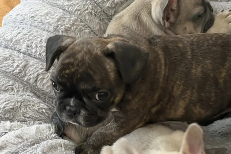 French Bulldog