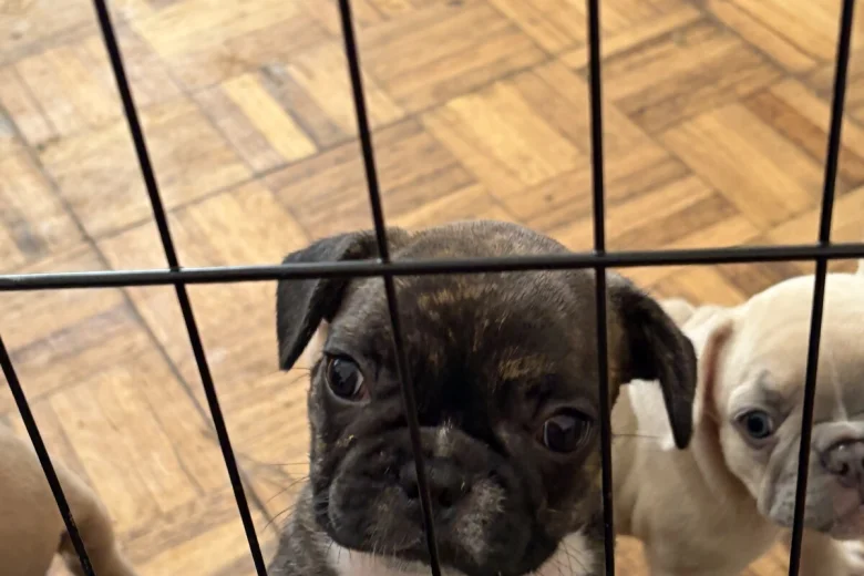 French Bulldog
