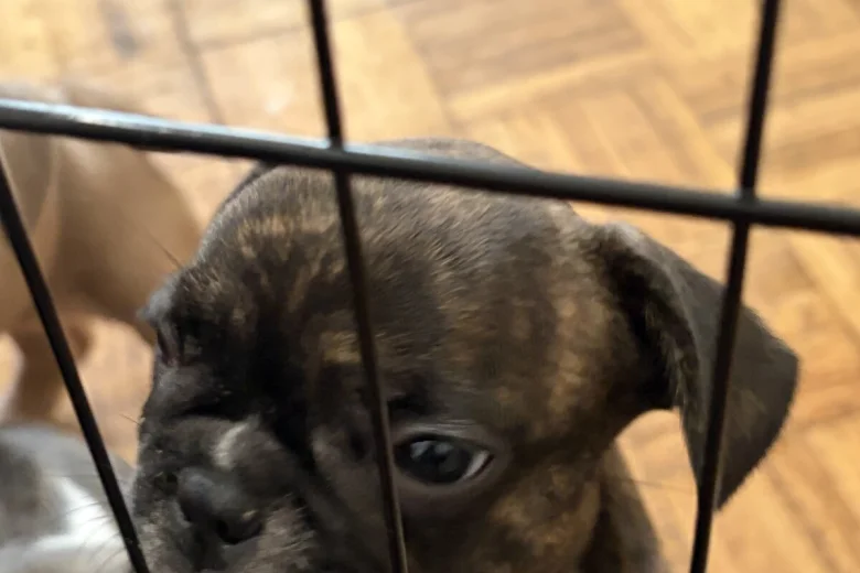 French Bulldog
