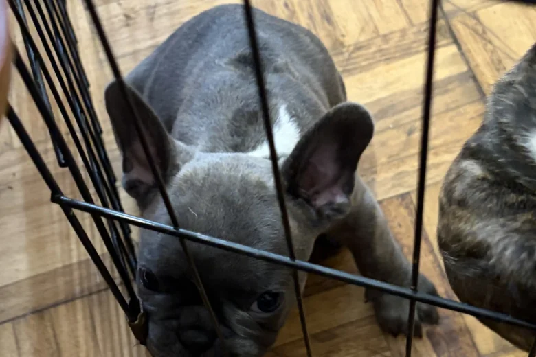 French Bulldog