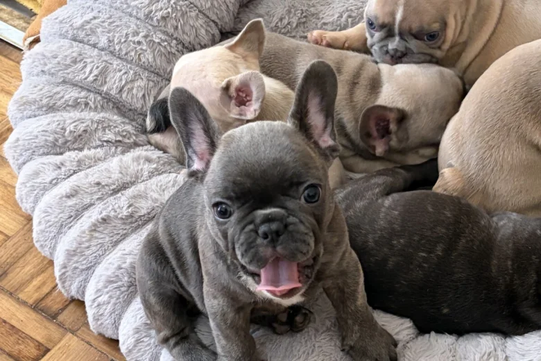 French Bulldog