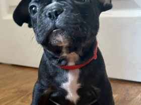 French Bulldog