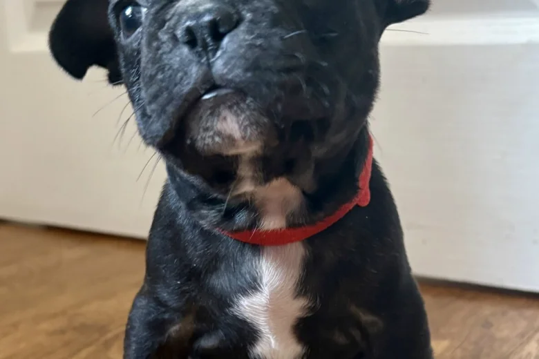 French Bulldog