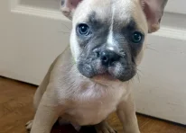 Puppy 3