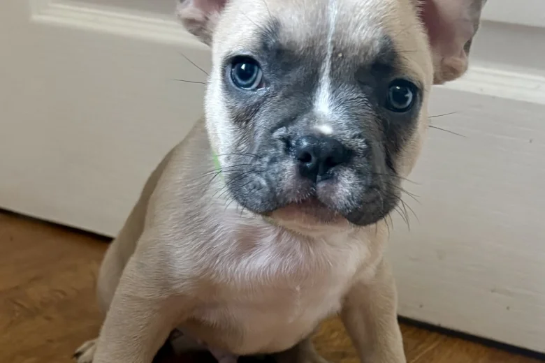French Bulldog