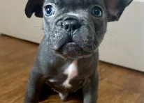 Puppy 4