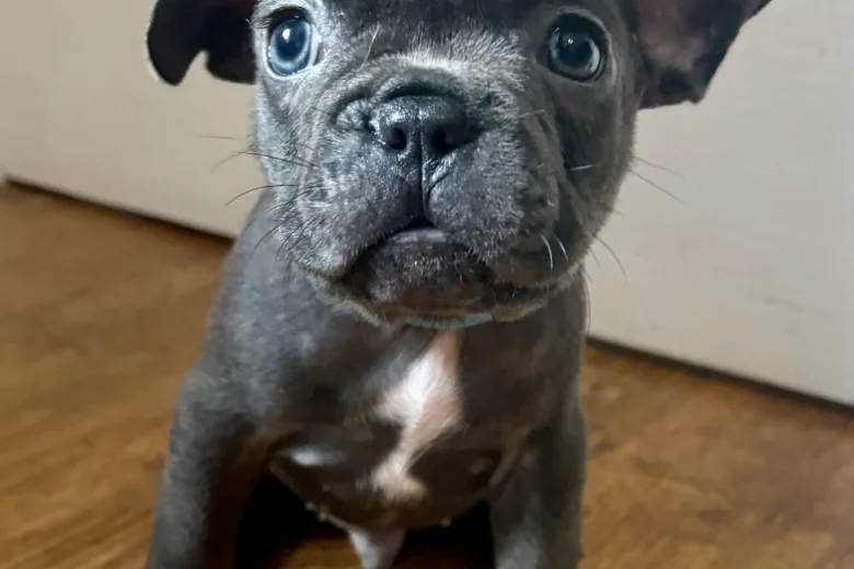 French Bulldog
