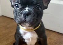 Puppy 1