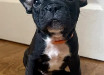 Puppy 5