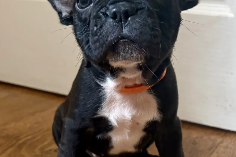 French Bulldog