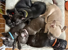 French Bulldog