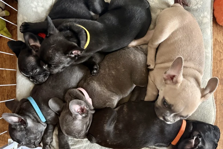 French Bulldog