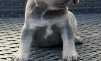 French Bulldog
