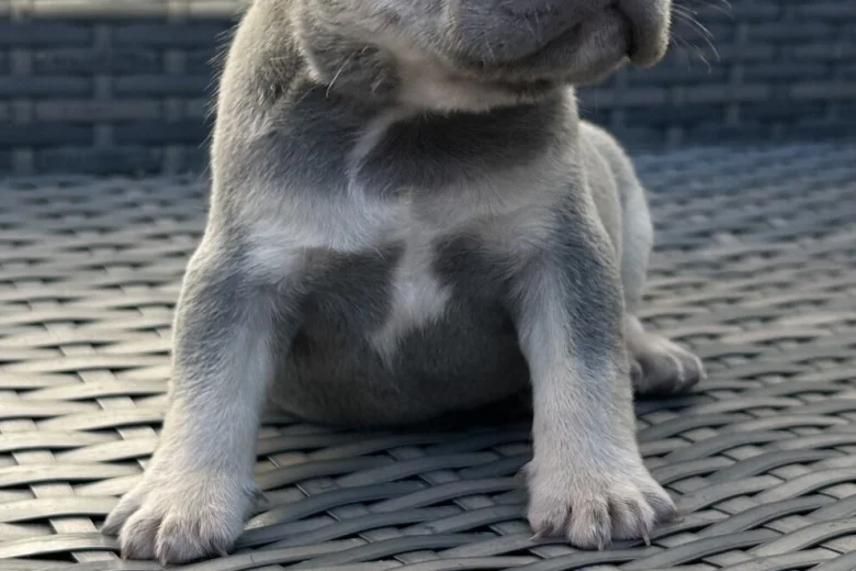 French Bulldog