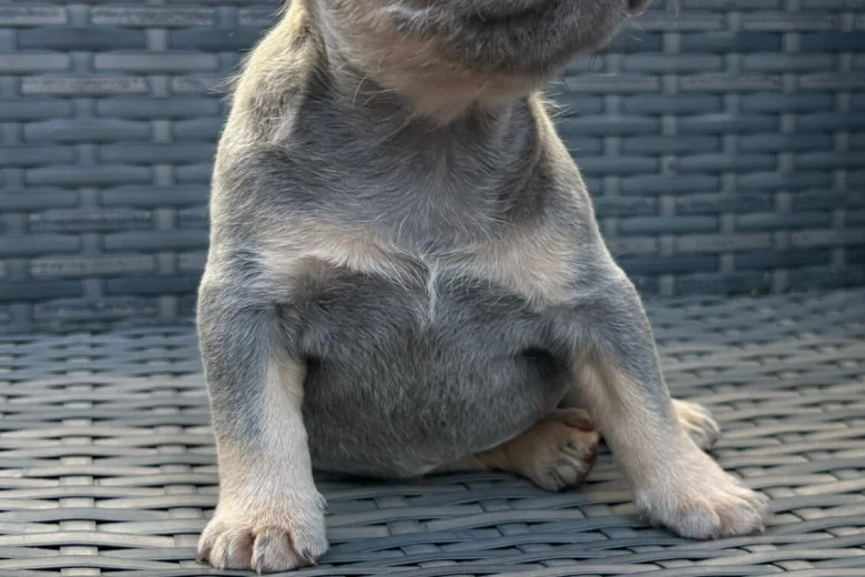 French Bulldog