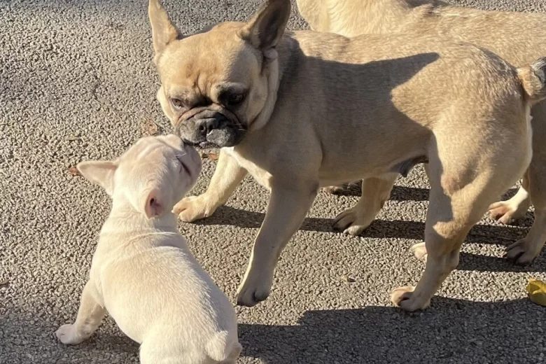 French Bulldog