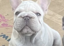 Puppy 1