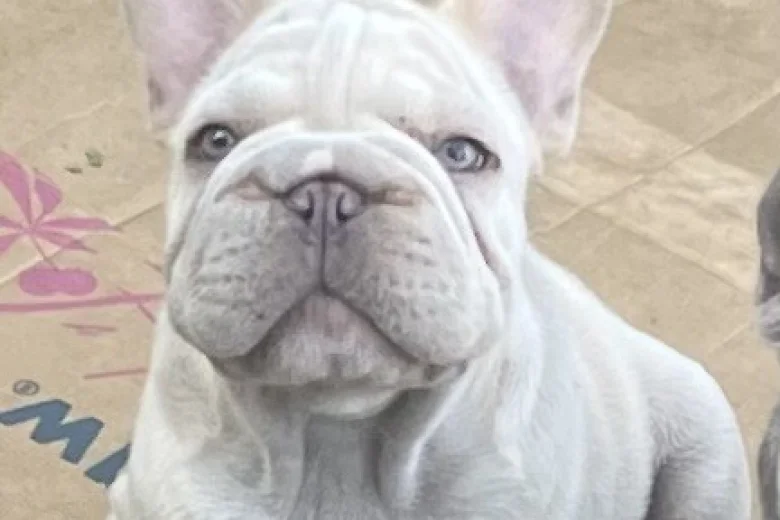 French Bulldog
