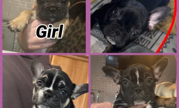 French Bulldog