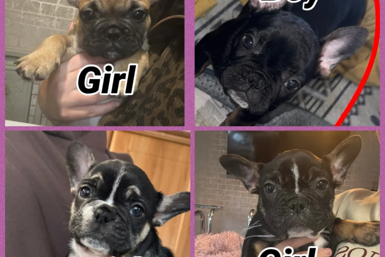 French Bulldog
