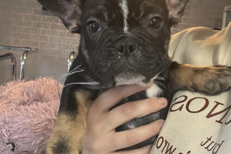 French Bulldog