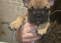 Puppy 2
