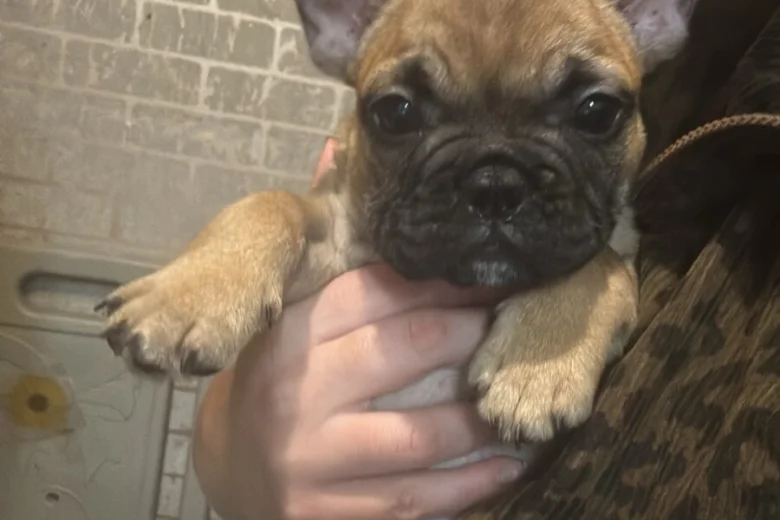 French Bulldog