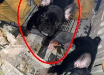 Puppy 3